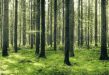 Sustainable Consumables Role in Achieving Net Zero Goals Sustainable Consumables Role in Achieving Net Zero Goals